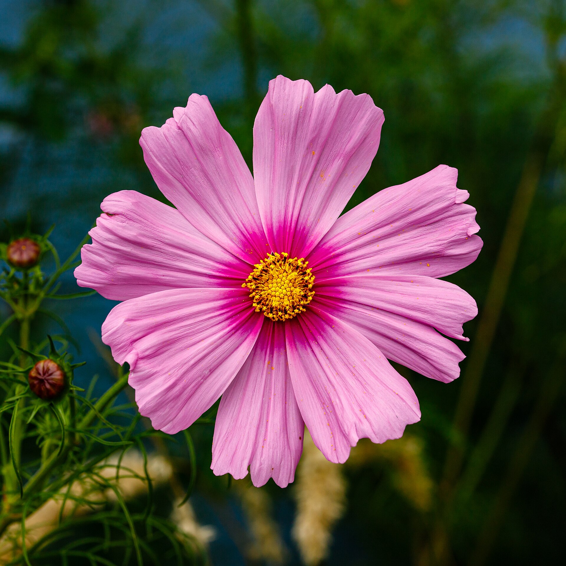 Vivid French-bred red cosmos flower with delicate fine foliage