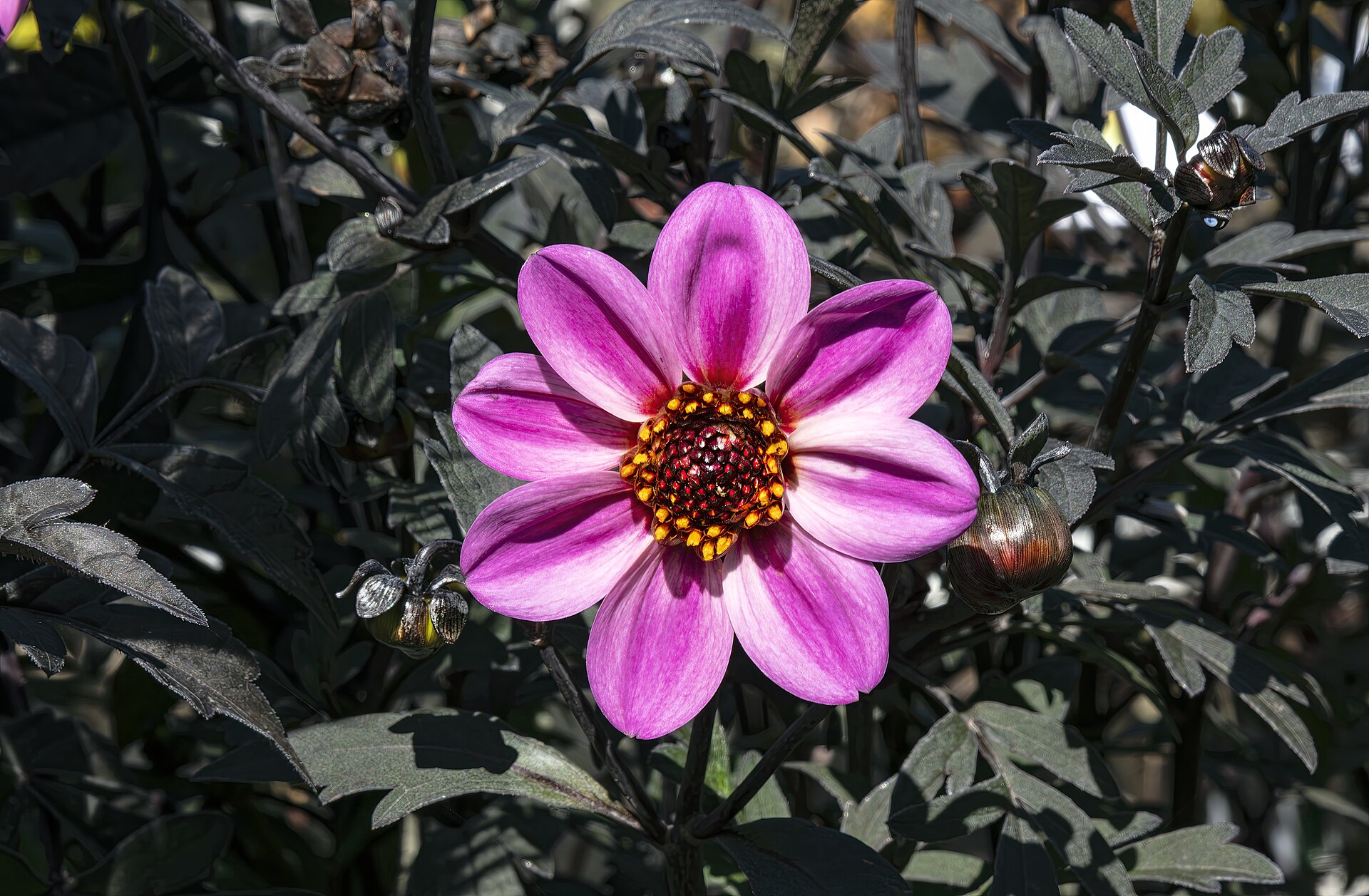 Rich velvety dahlia bloom showing detailed petalling and vibrant center