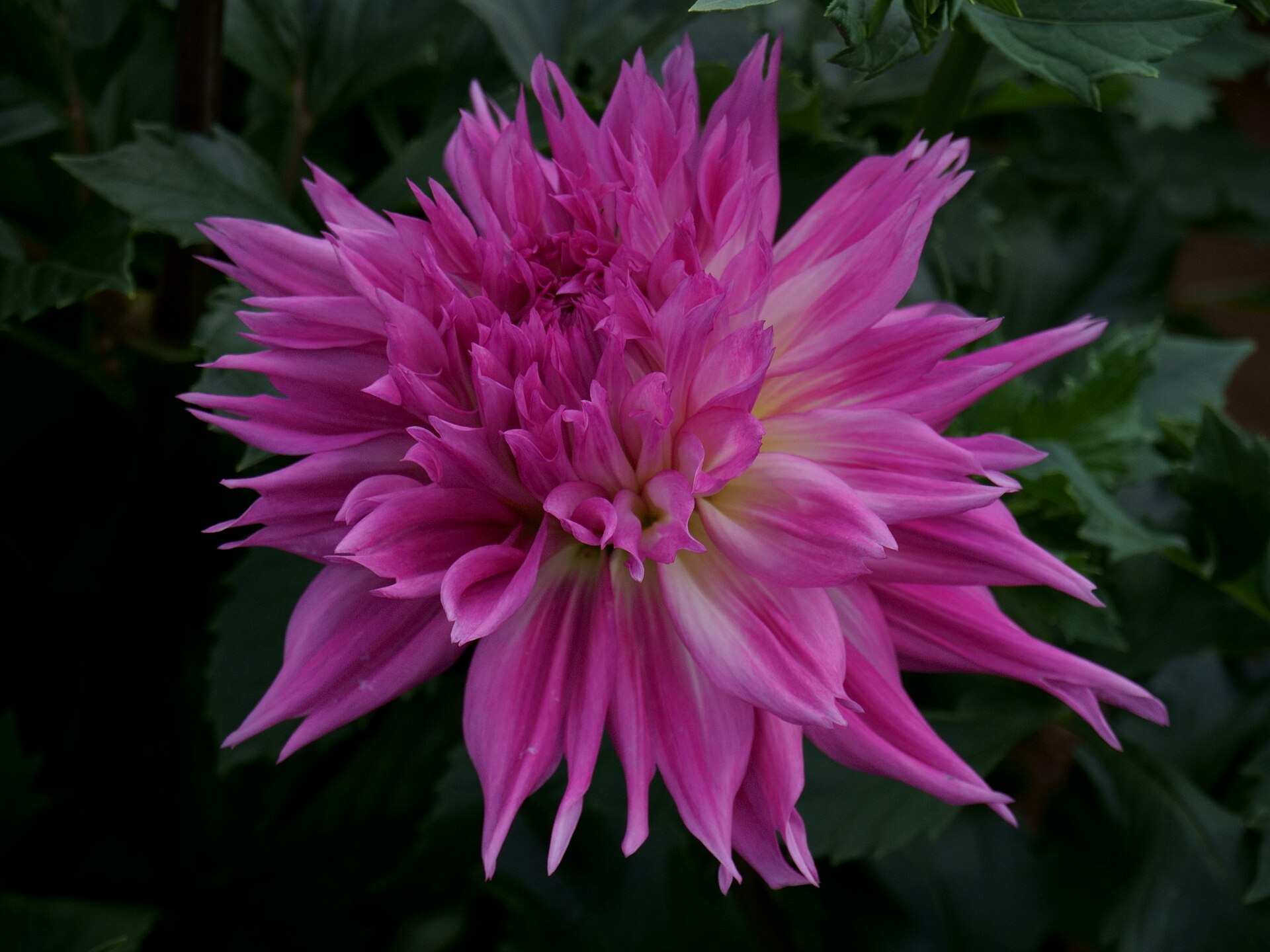 Exhibition quality multi-toned dahlia blooms in field trial