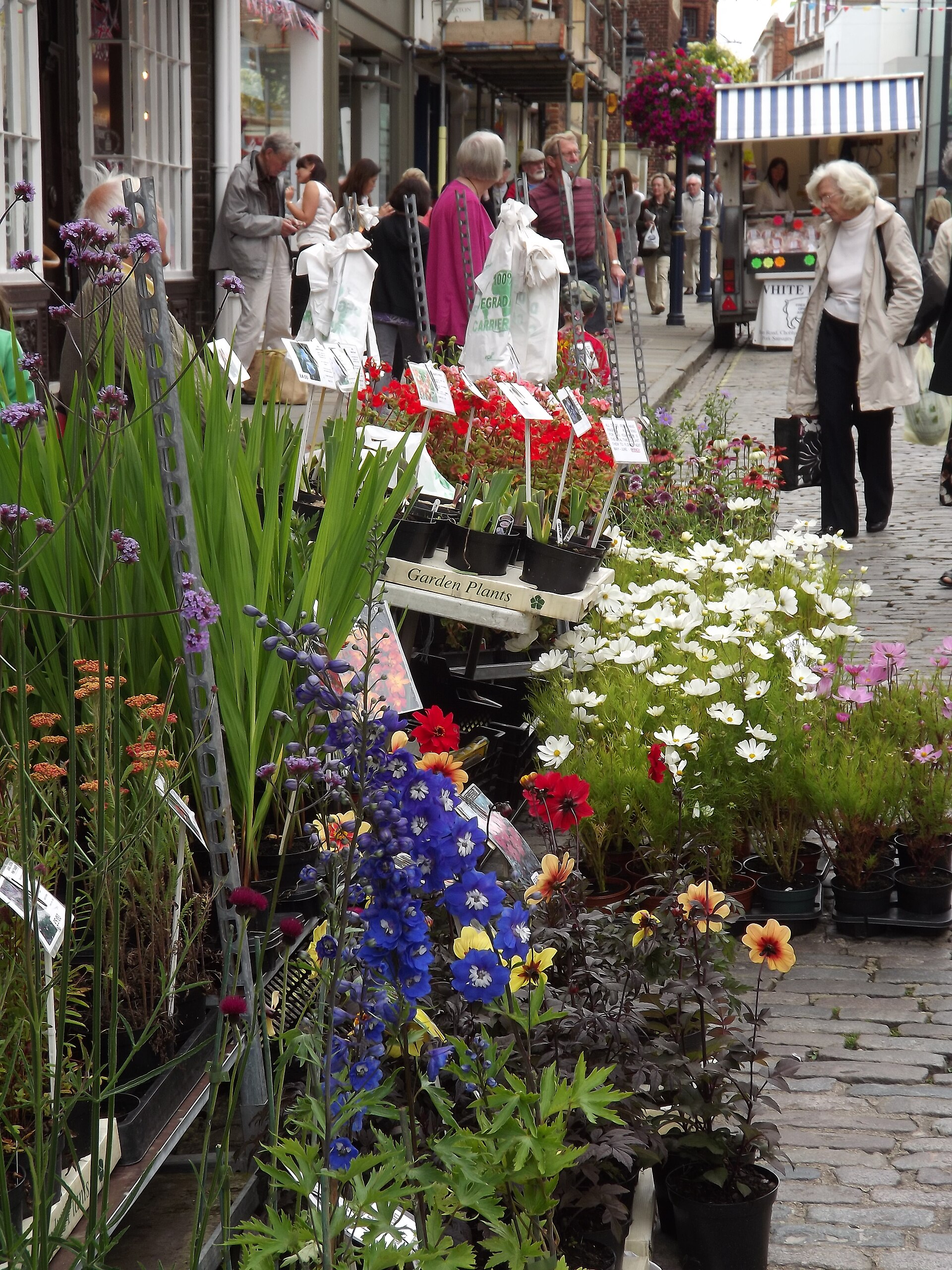 Flower market display showcasing vigorous blooms and horticultural stock