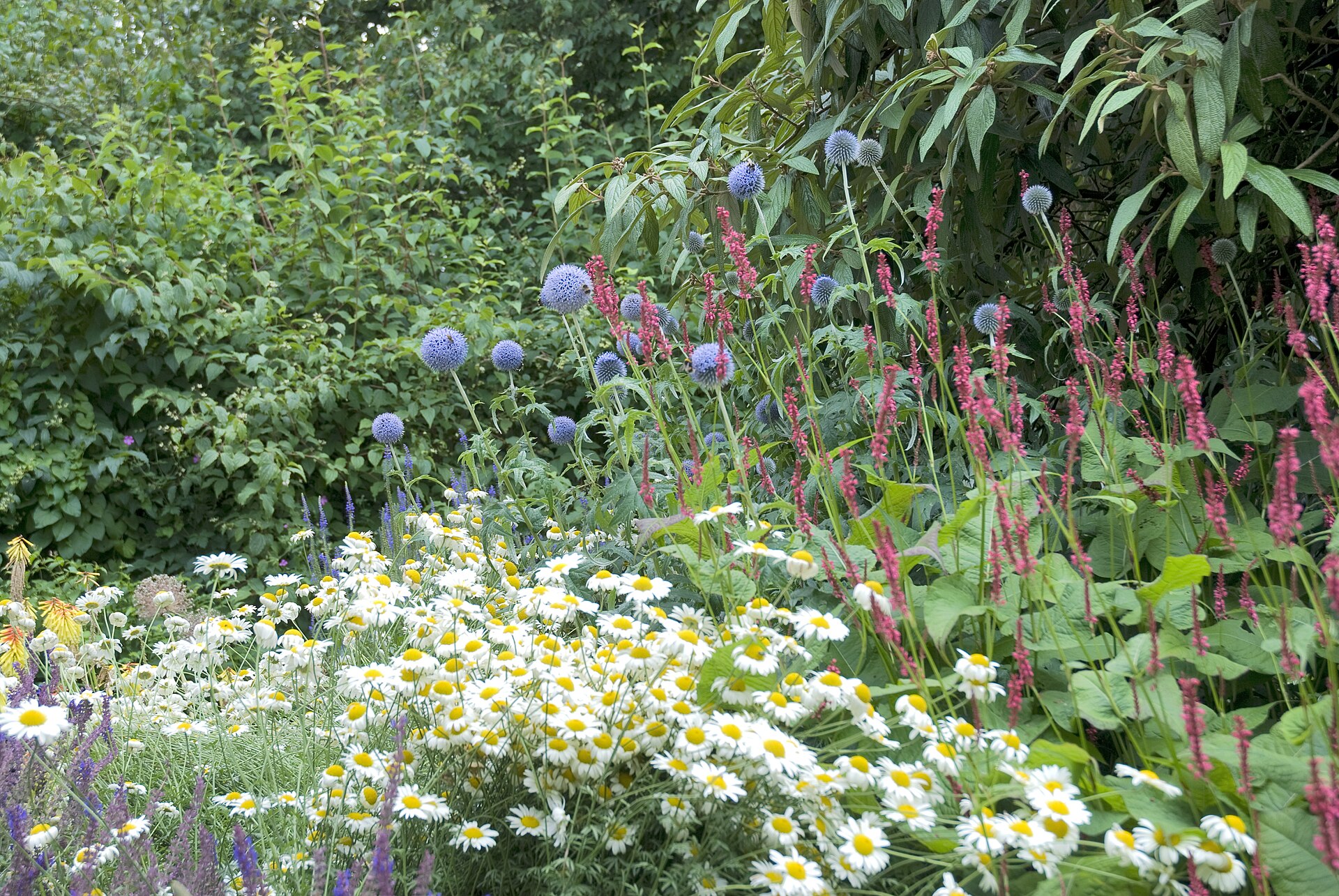 Expansive blooming field of vibrant trial flowers under open skies