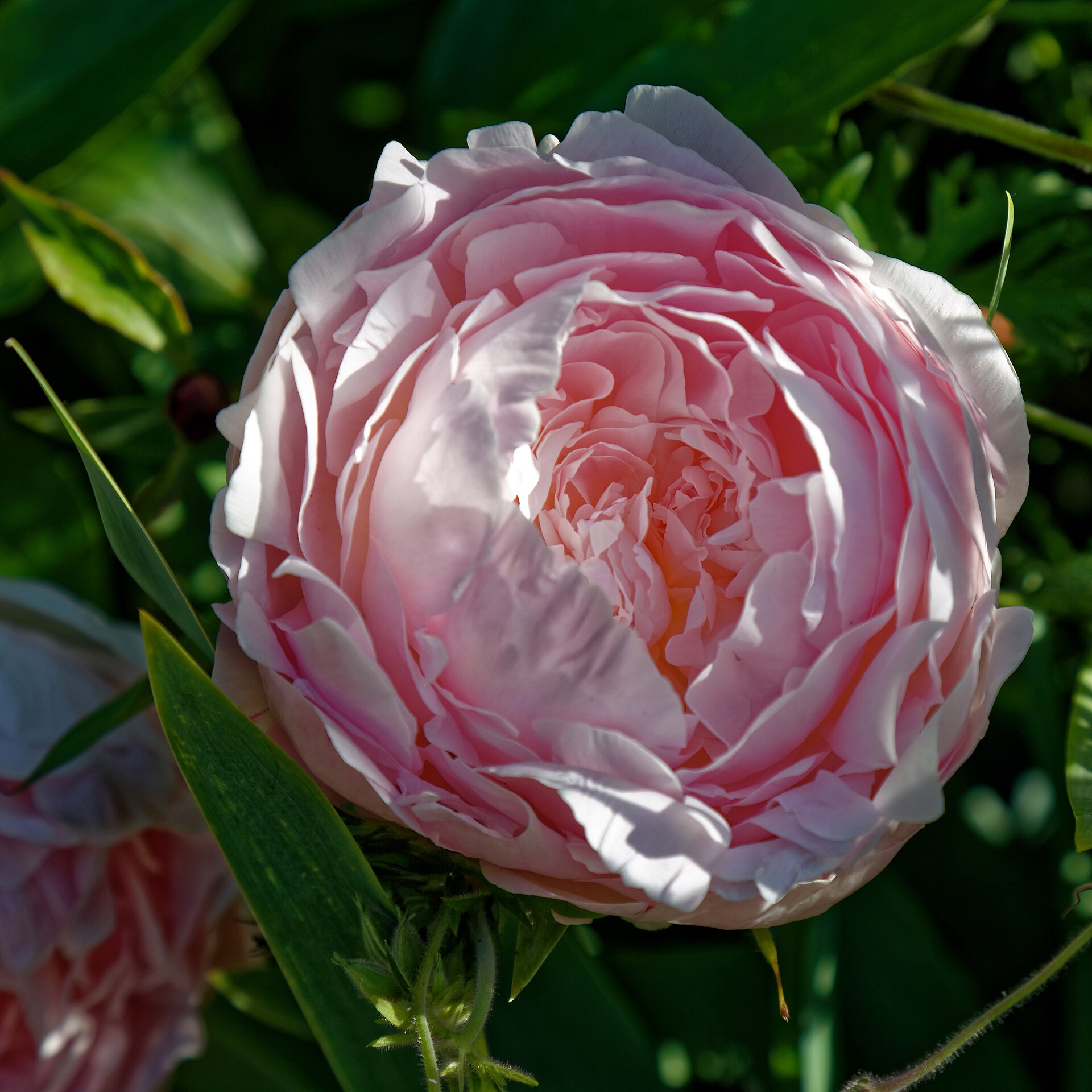 Double pink herbaceous peony blossom with lush fragrant petals