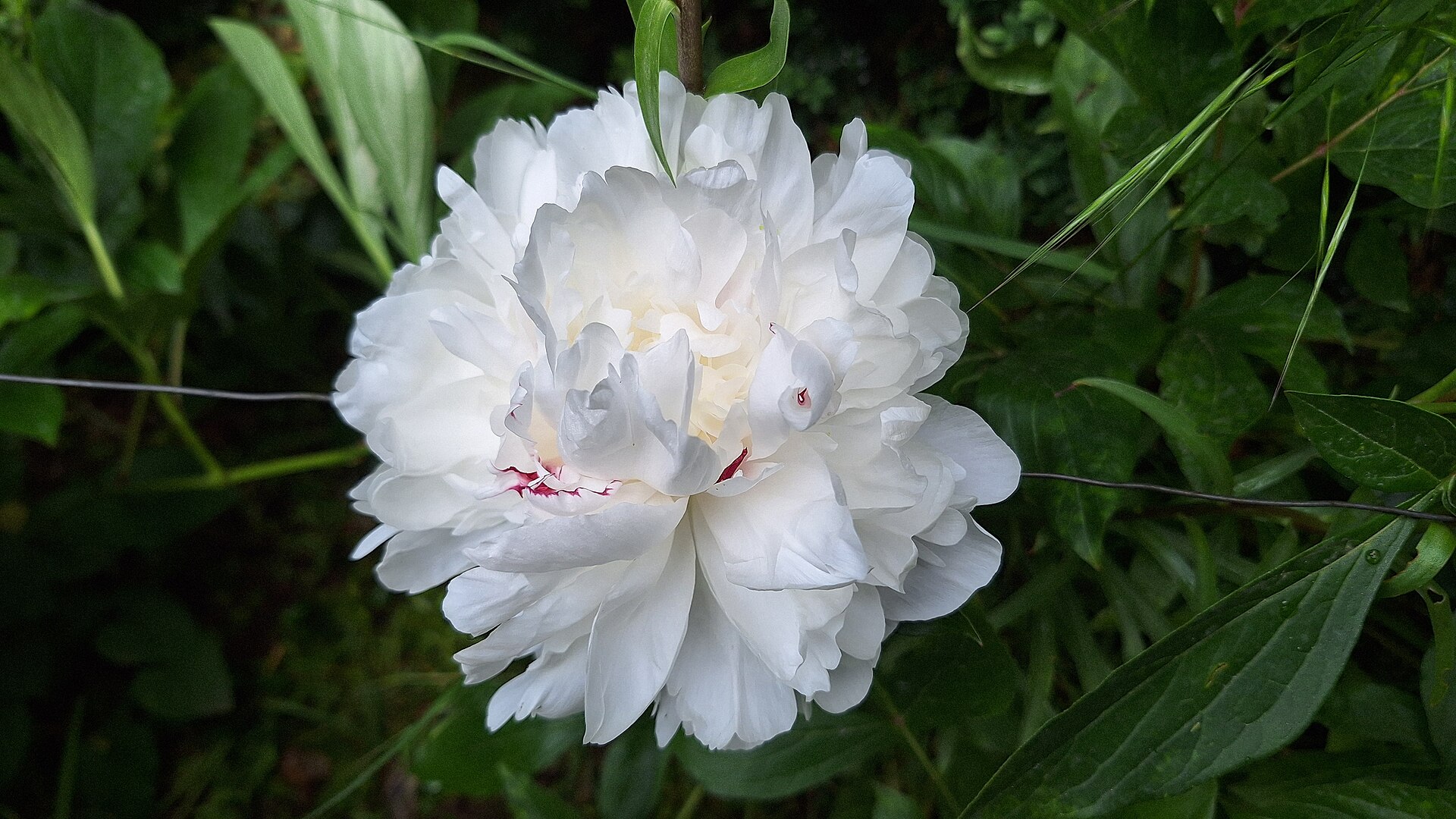 Crisp porcelain white peony bloom with delicate ruby flecks