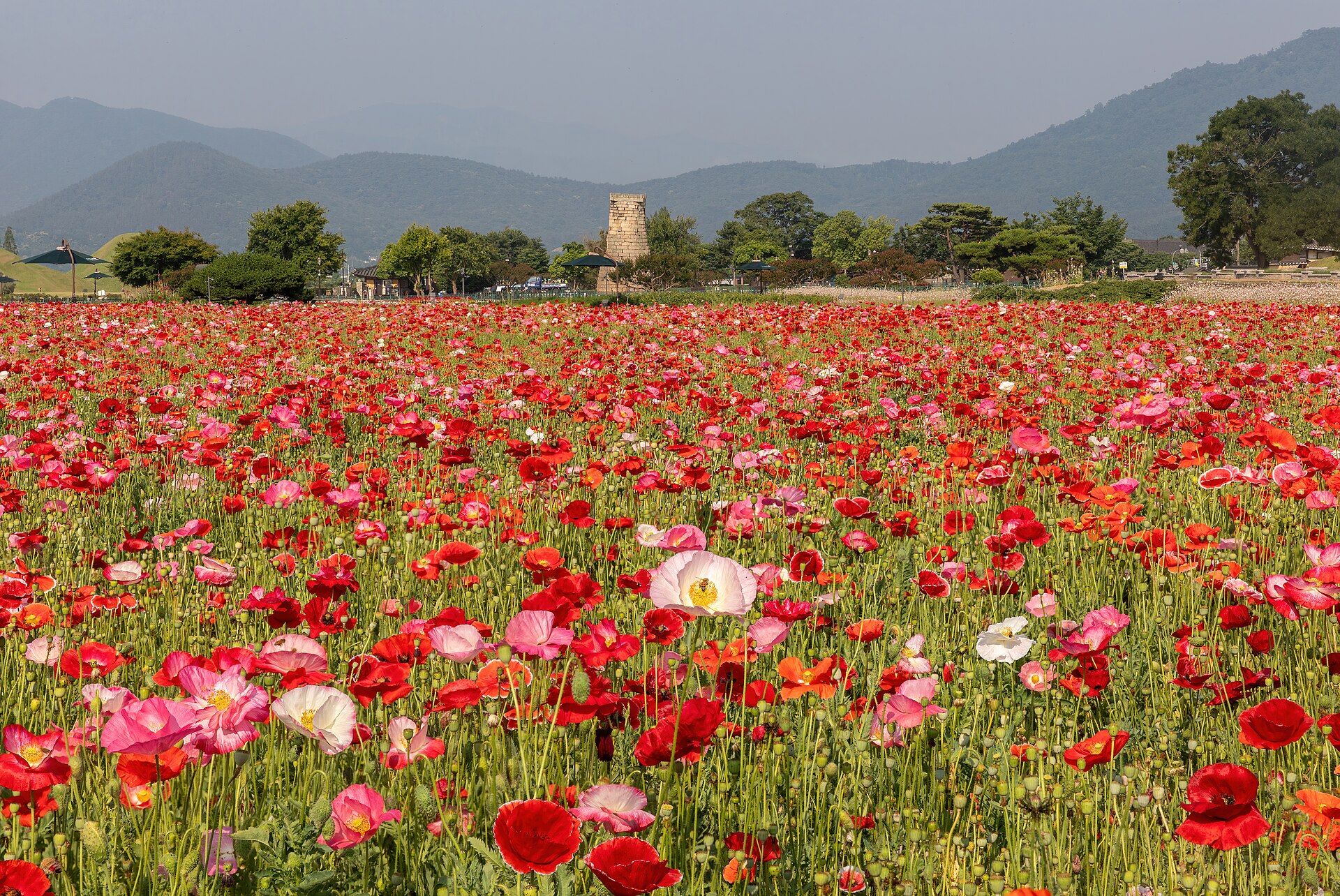 Field of Colibri Icelandic poppies in soft luminous shades