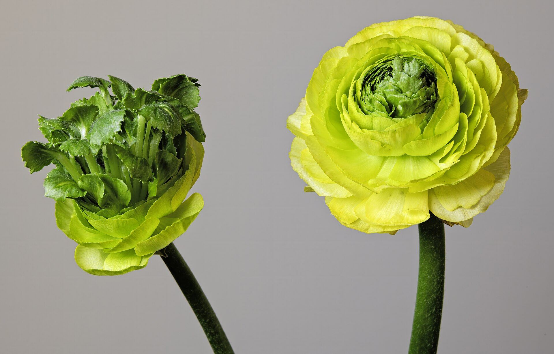 Ranunculus blossom showing dense multi-layered swirling petals