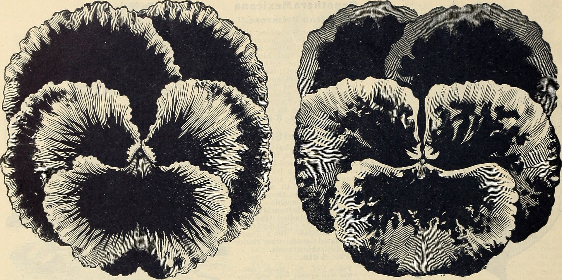 Vintage heritage botanical seed catalogue prints showcasing classic flower varieties