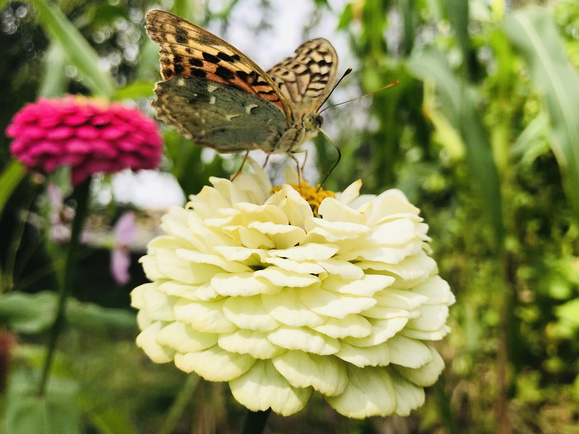 Crested scabiosa-form zinnia with rich violet cushion center